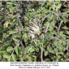 iphiclides podalirius female2